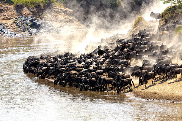 The annual Great Migration of wildebeest and other grazing herbivores across the Serengeti-Mara ecosystem is one of the greatest spectacles in the natural world. About 200 000 zebra and 500 000 Thomson's gazelle ...and one-and-a-half million wildebeest partake to this journey !