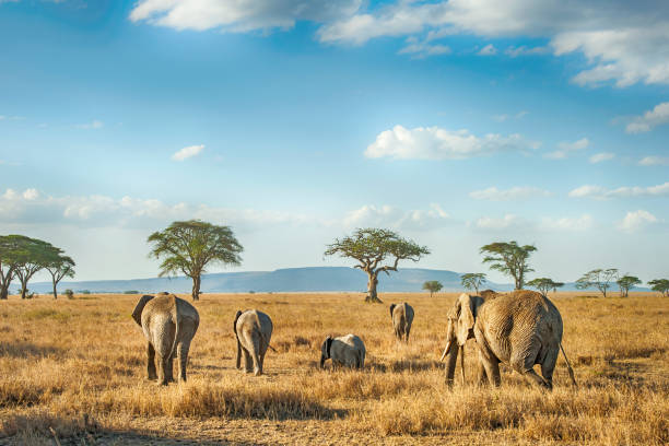 'A small group of African Elephants in different ages is moving in the plains of Serengeti.Location: Serengeti National Park, Tanzania. Shot in wildlife.'