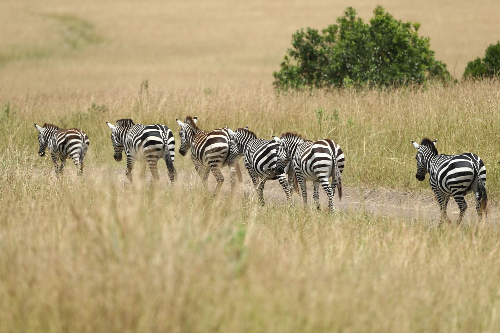 Main image for 3 Days Group Joining to Masai Mara
