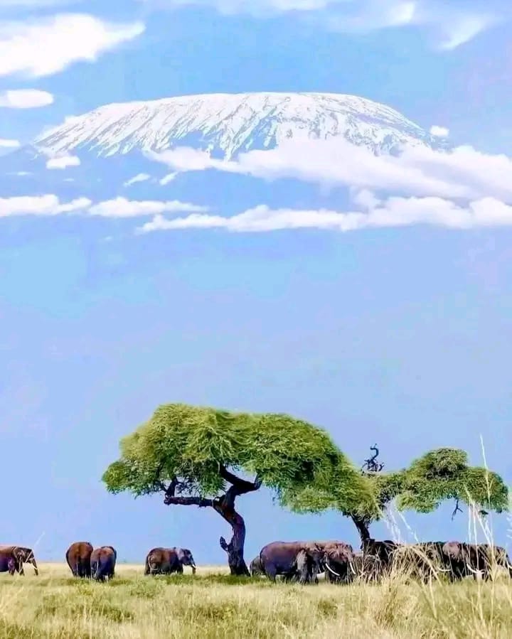 Main image for 3 Days Amboseli Natioal Park