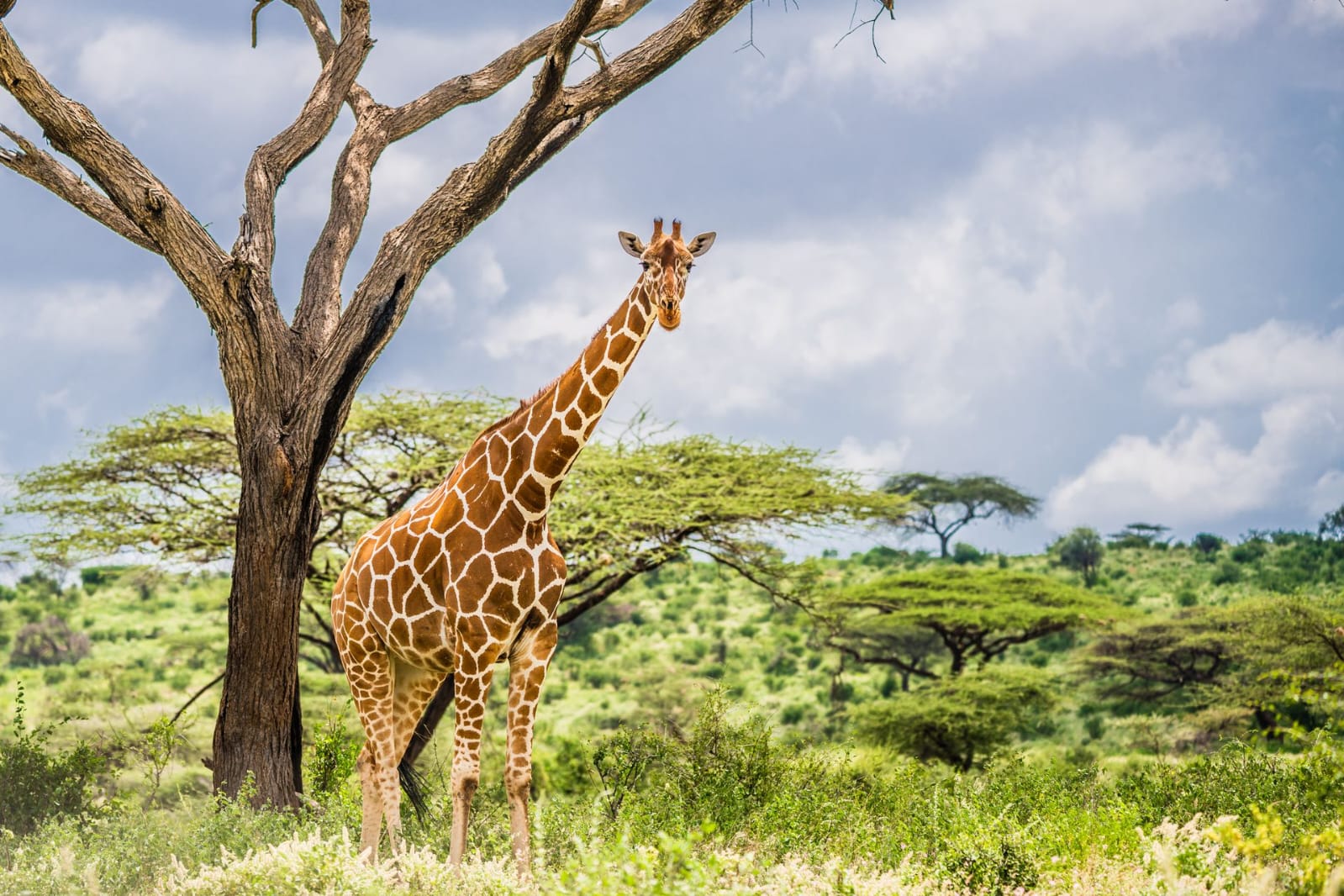 SAMBURU NATIONAL PARK 3 days 2 nights