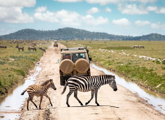 Serengeti Wildlife Safari